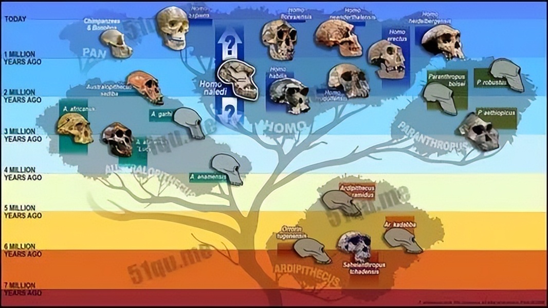 有人说人是猴子进化的，为何现在的猴子没进化成人？