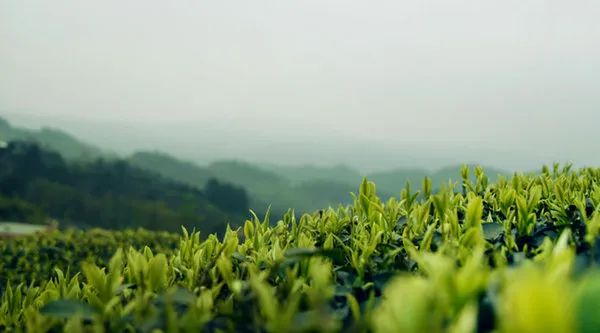 春风十里，不如杯中有你！古诗里的春茶竟然这么美