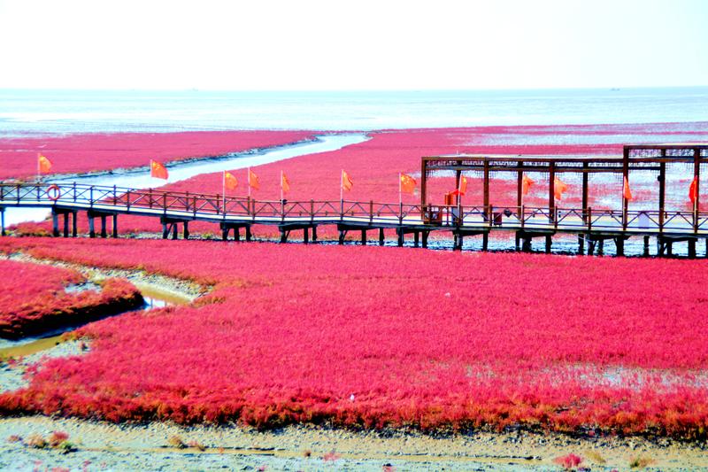 去一个叫：辽宁盘锦的地方