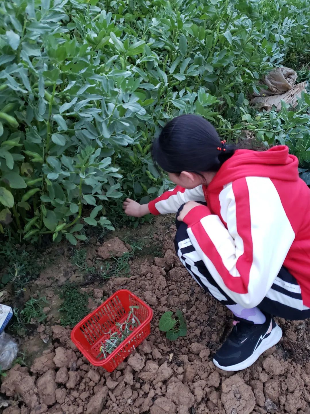 新兴小学劳动教育“小厨房”课程之“做青团”