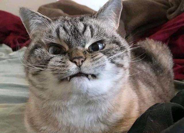 猫咪便秘的原因有哪些？如何在家里帮猫咪缓解便秘