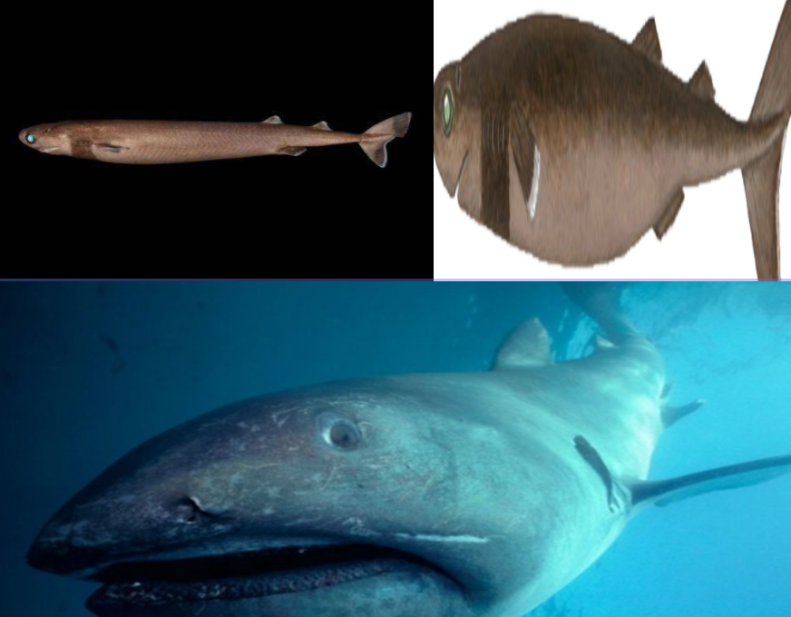 咬着鲨鱼和虎鲸，咬破美军的潜水艇，是来自深海的恐怖动物。