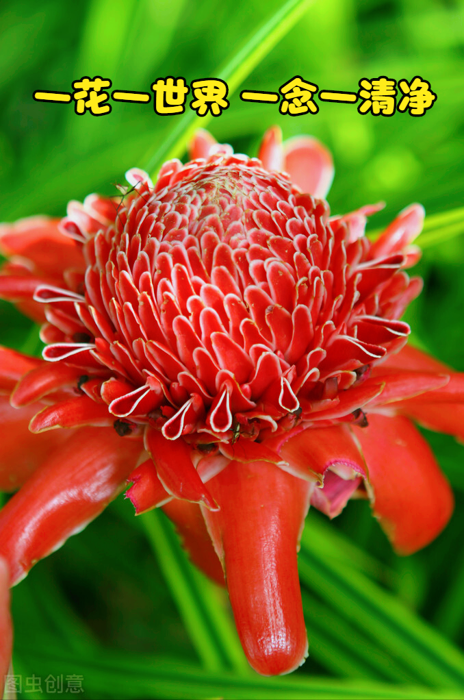 一花一世界，一花一深爱，只要与花相遇，就念在心里，爱到永久