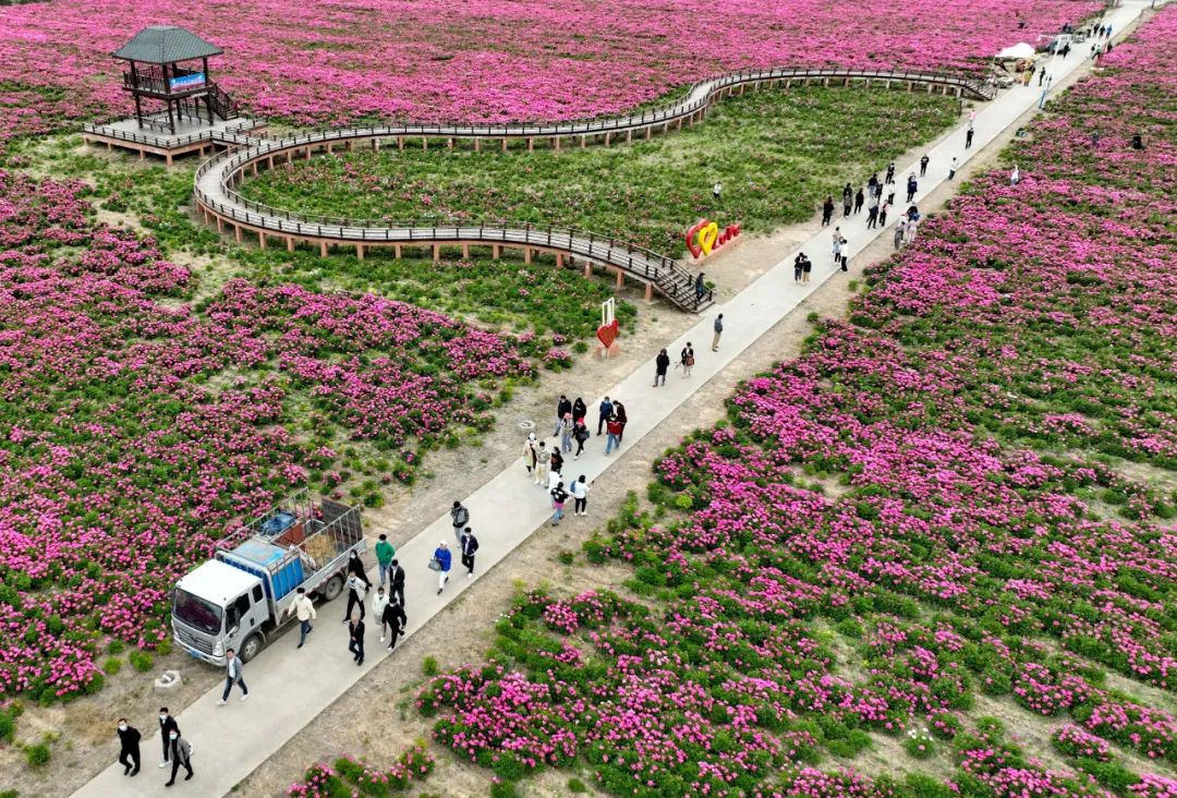 安徽亳州：芍药花儿开 静待客人来