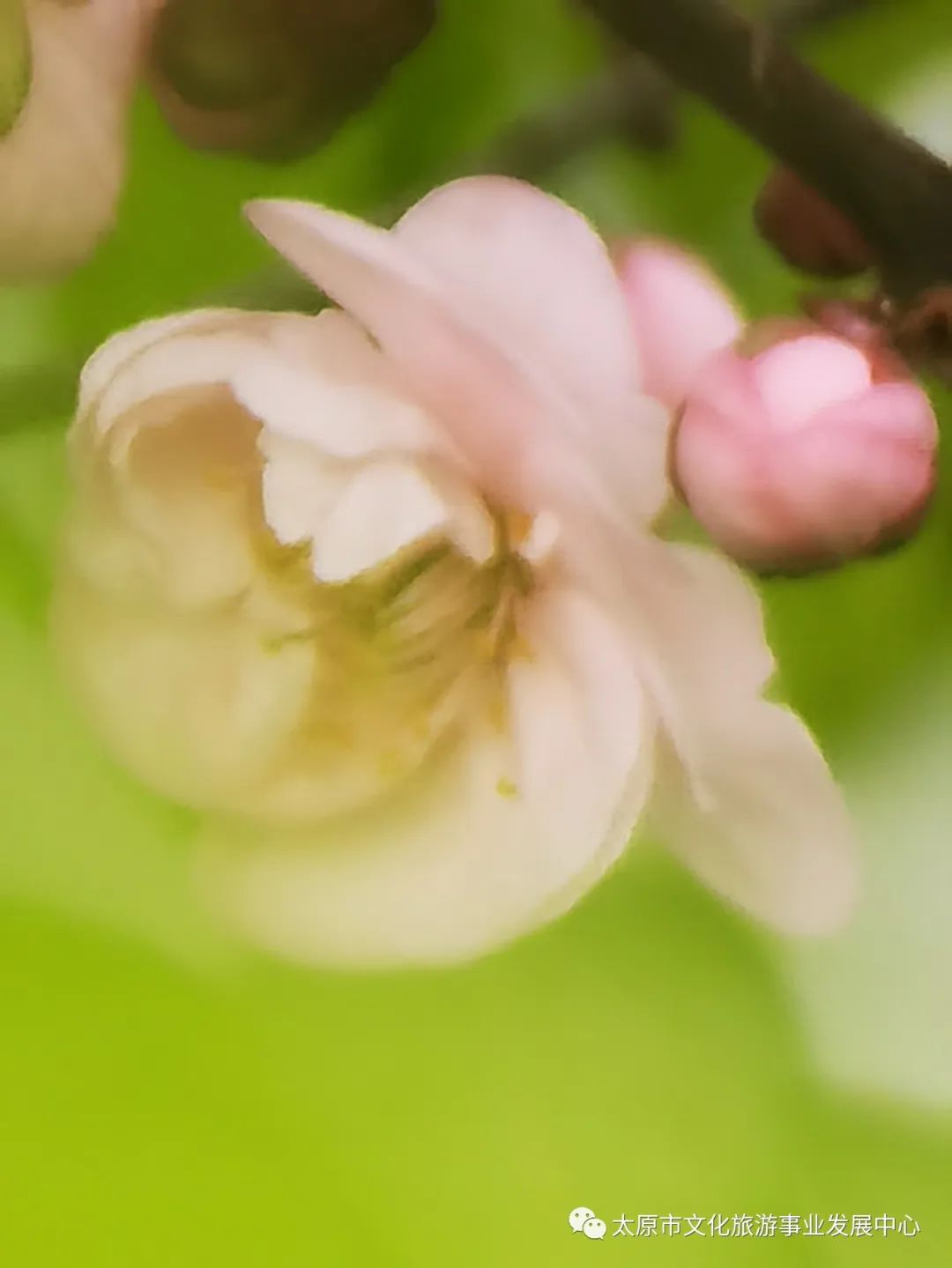 线上展览|“山河春意 锦绣太原——花的世界”主题摄影线上图片展（二十）