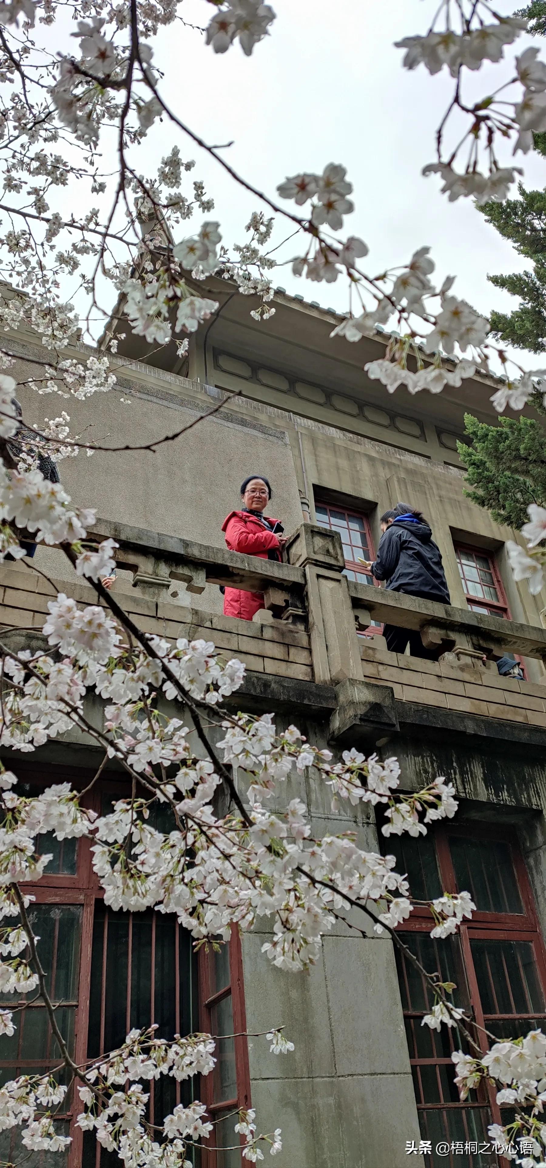 去年樱开时，那些漫妙记忆，此生许没再见时，存此让友情天长地久