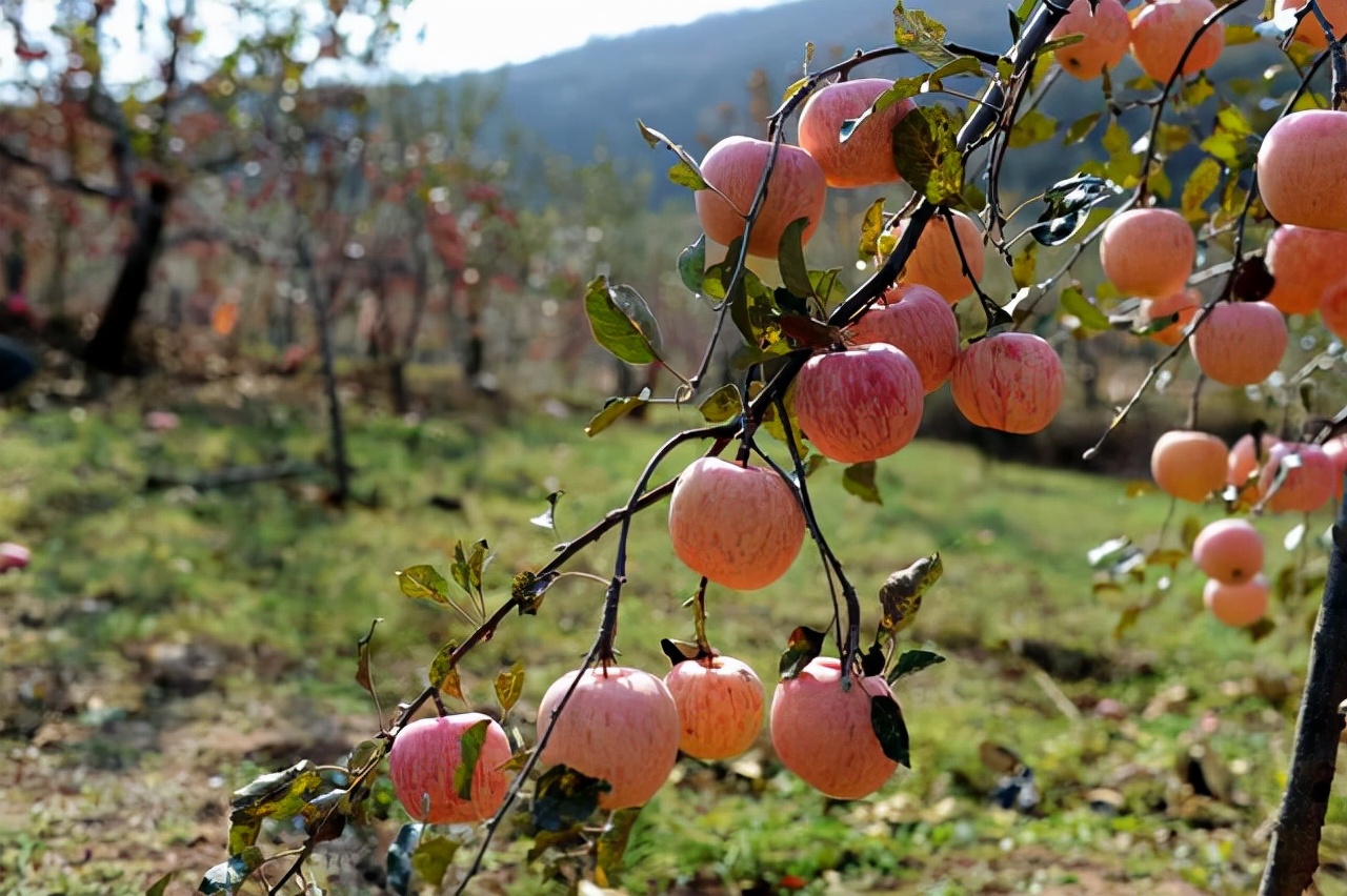 秋天的果园柿子图片