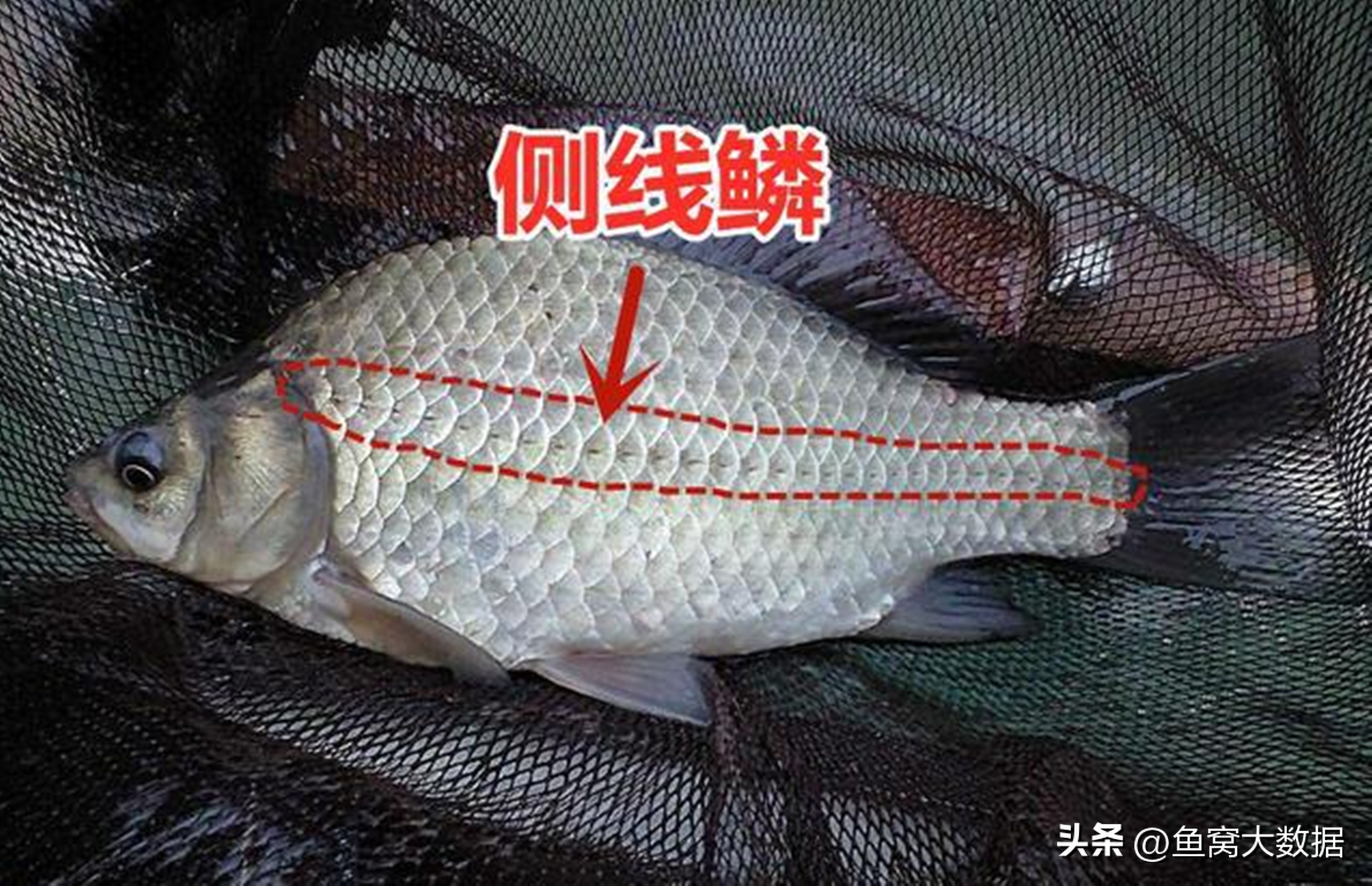 江苏镇江钓鱼人钓到6斤重的“大鲤鱼”，经过鉴别是一条大鲫鱼