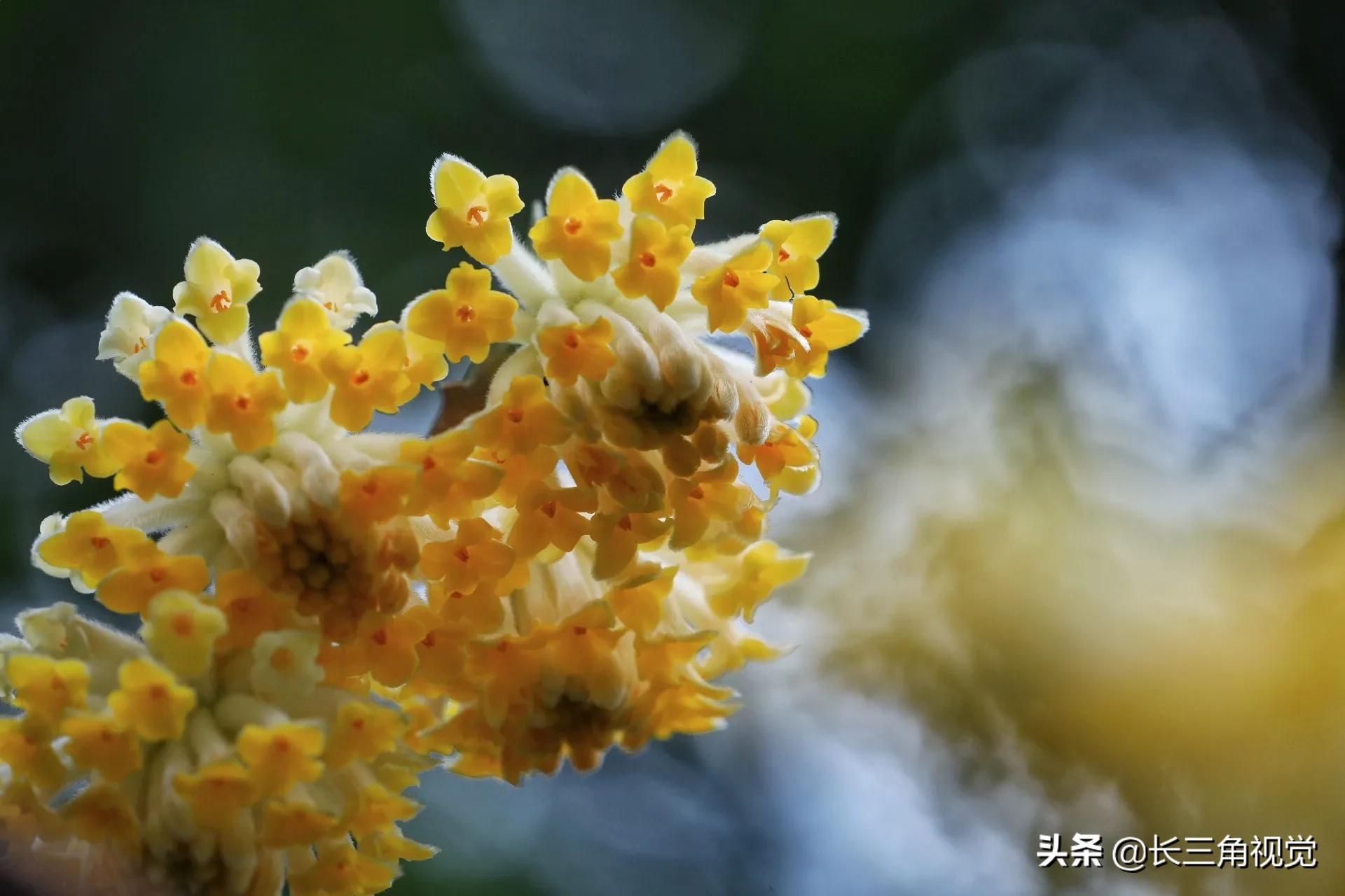 梦花结香：心有千千结，花开满城香