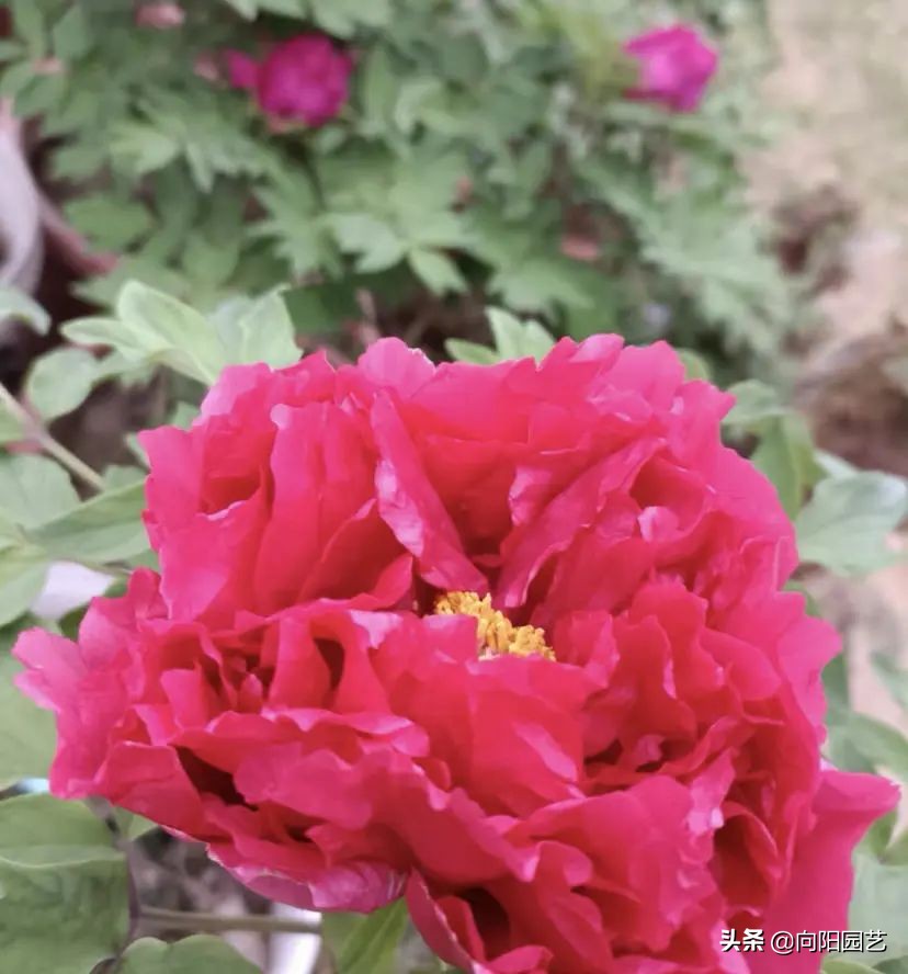 花市买的牡丹花牡丹花市花