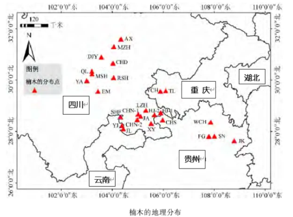 金丝楠木价值千金，却无人专门去进行种植的原因何在？