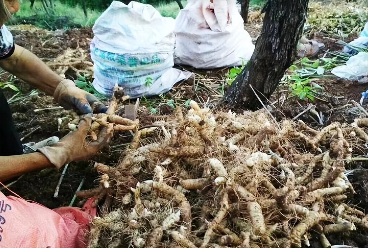 像竹子的盆栽植物叫啥（这款药材常常被误认为竹子）