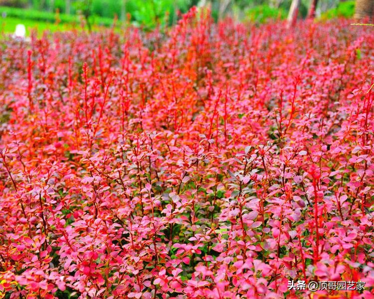 紫叶李简介（盘点15种适合庭院的彩叶植物）