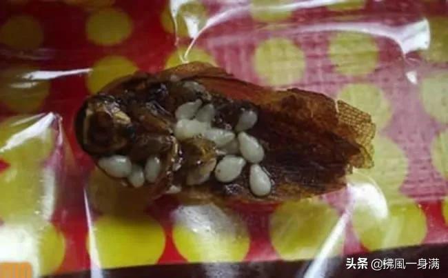 食物中的10种疯狂的东西会让你想吐