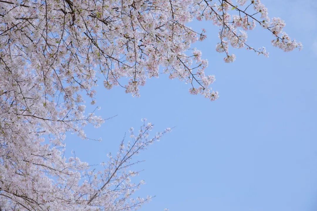 浙大樱雨，许你浪漫春光！每一张都可以做壁纸