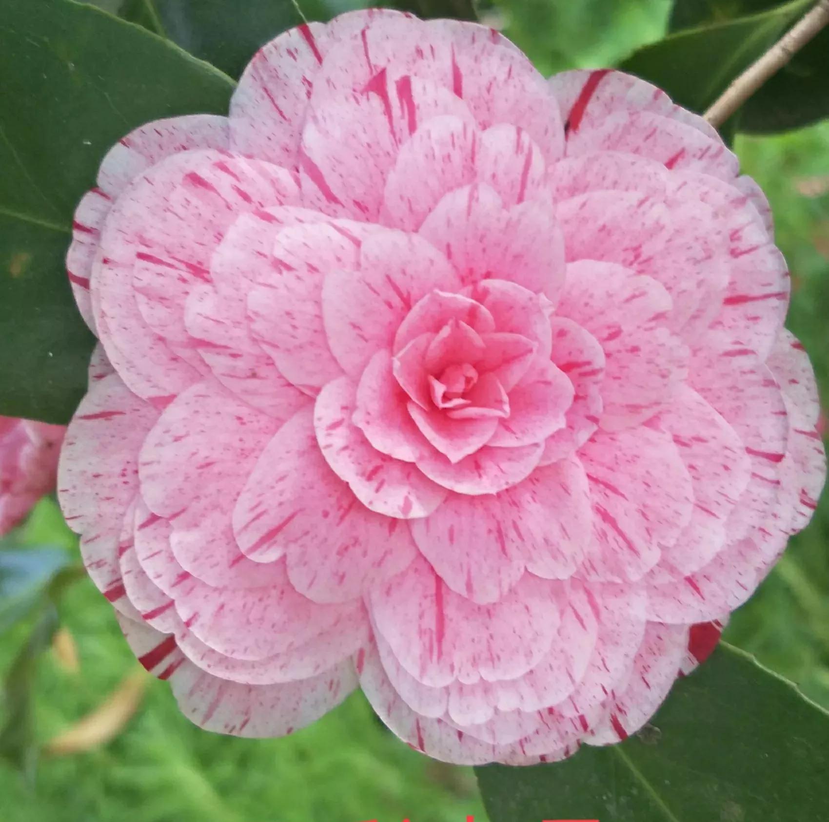 与花友们分享一些有个性的茶花品种 - 114知识网