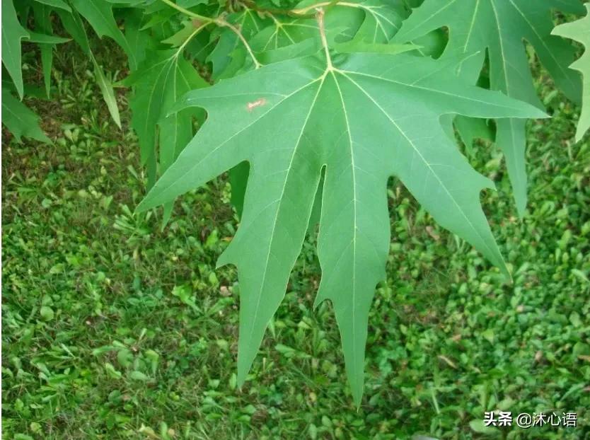 那年杏花春雨，石楠花开，梧桐飞絮……