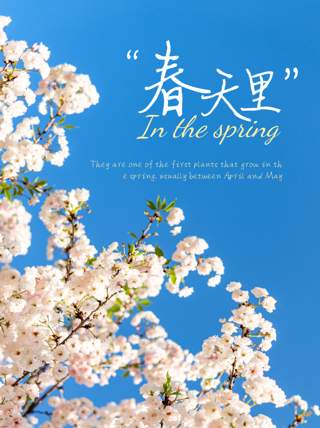 miwenan2022清明节假期春游出行文案 | 唯美四月文案感受春天温暖