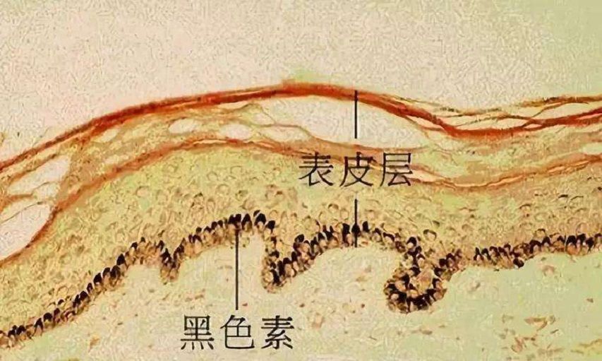 人体最诡异的器官，至今都无法解释原理，人的皮肤到底有多诡异？