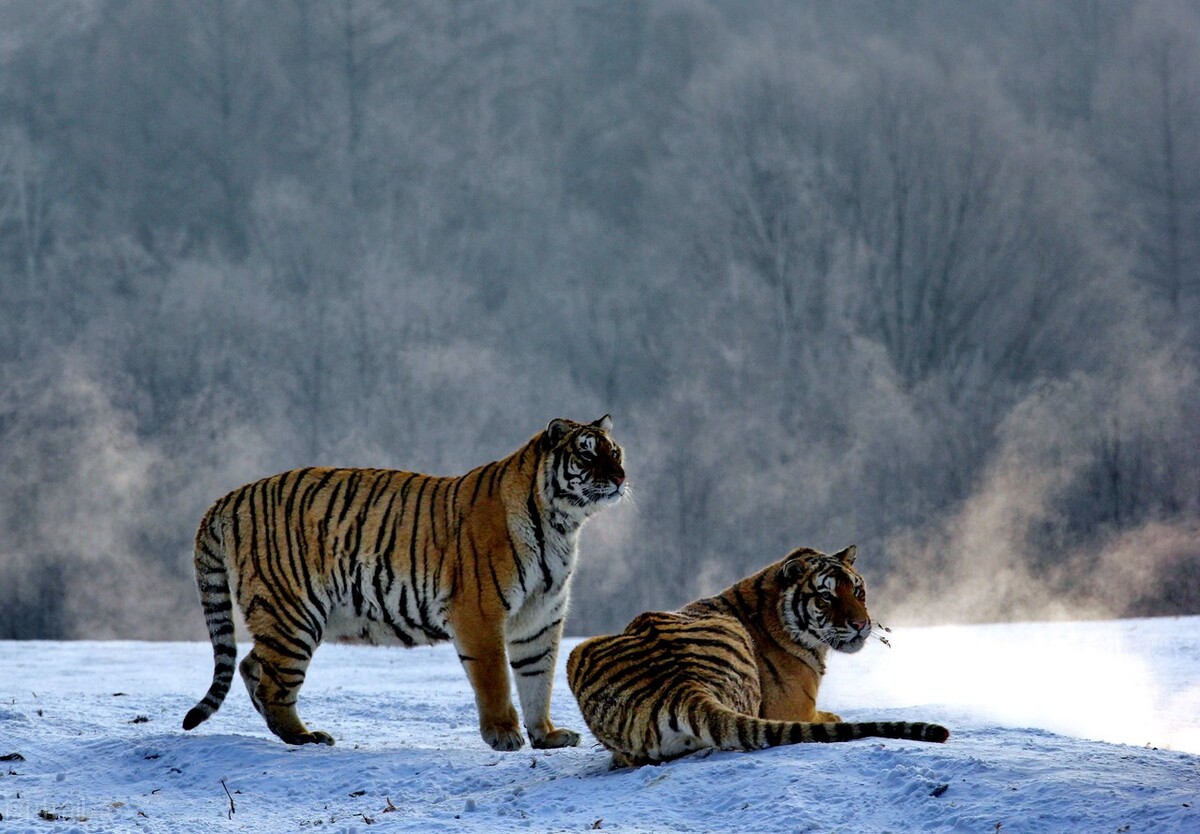 虎年说虎，十首猛虎诗词，百兽之王，亦有儿女情长