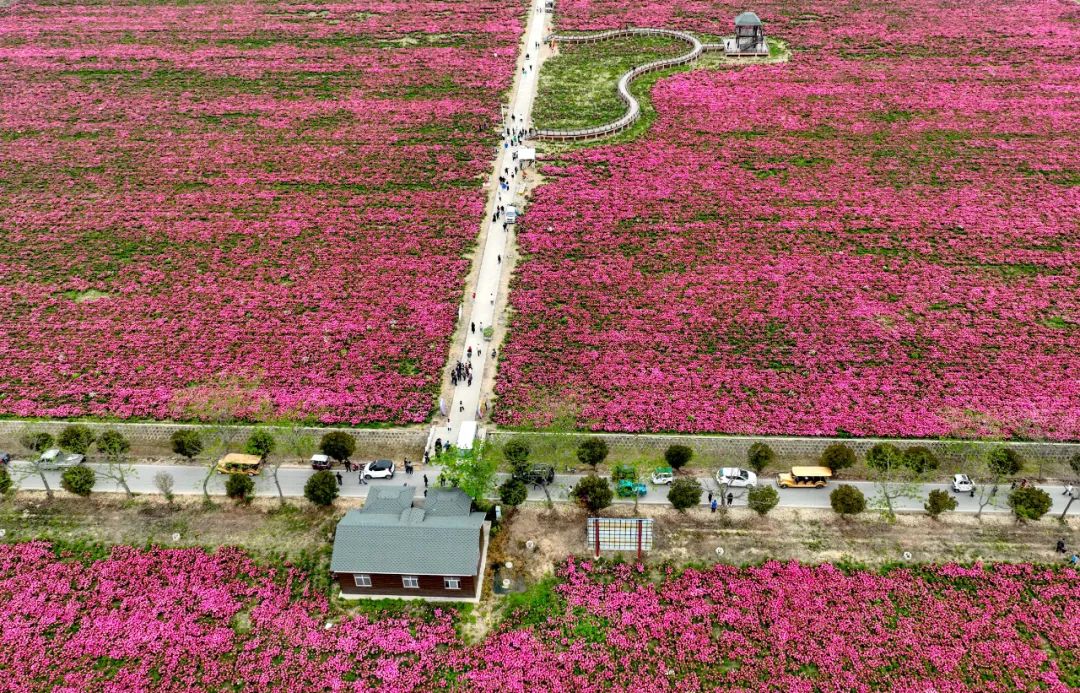 安徽亳州：芍药花儿开 静待客人来