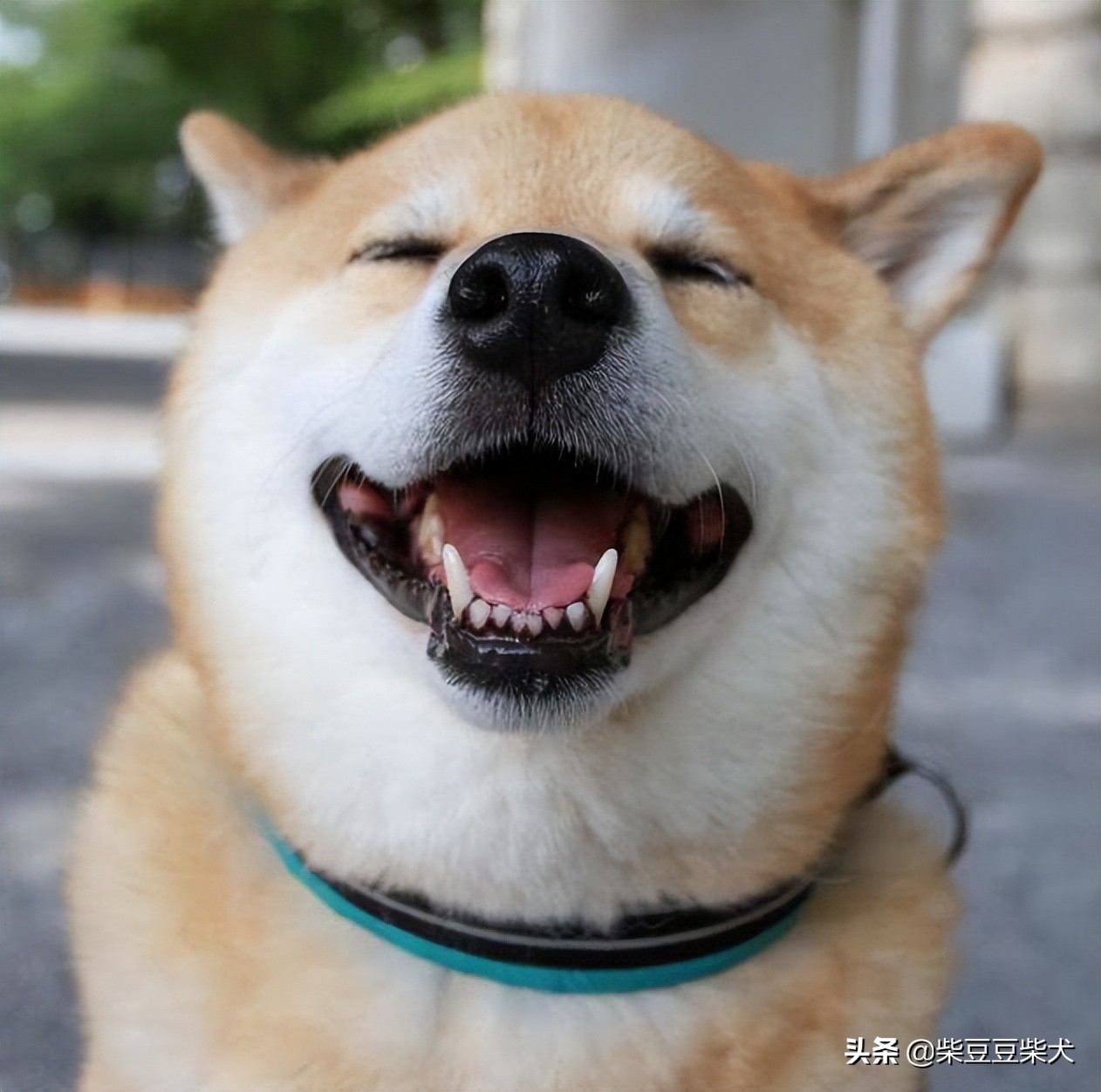 听说你想养一只小柴犬?帮你算算一个月要花多少钱