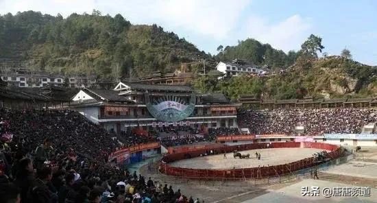 中国网红城市图鉴:狂野刺激的贵州斗牛,比西班牙斗牛勇百倍