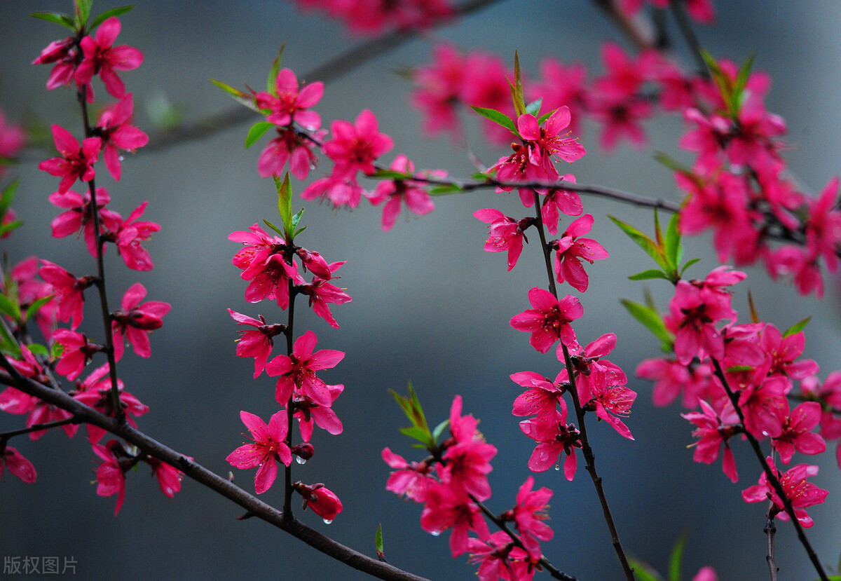 写给最想念的人：春节快乐，想你，念你，一生爱你