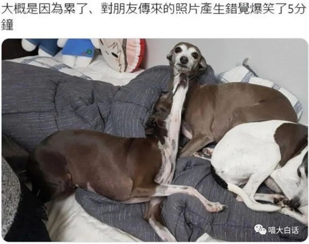 跟刘亦菲演对手戏有多难？哈哈哈哈哈这心路历程笑死我