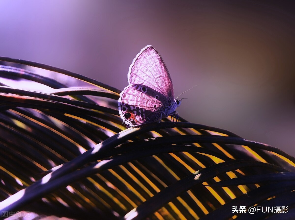 掌握这12个超实用的手机摄影技巧，你也能拍出美丽大气的摄影大片