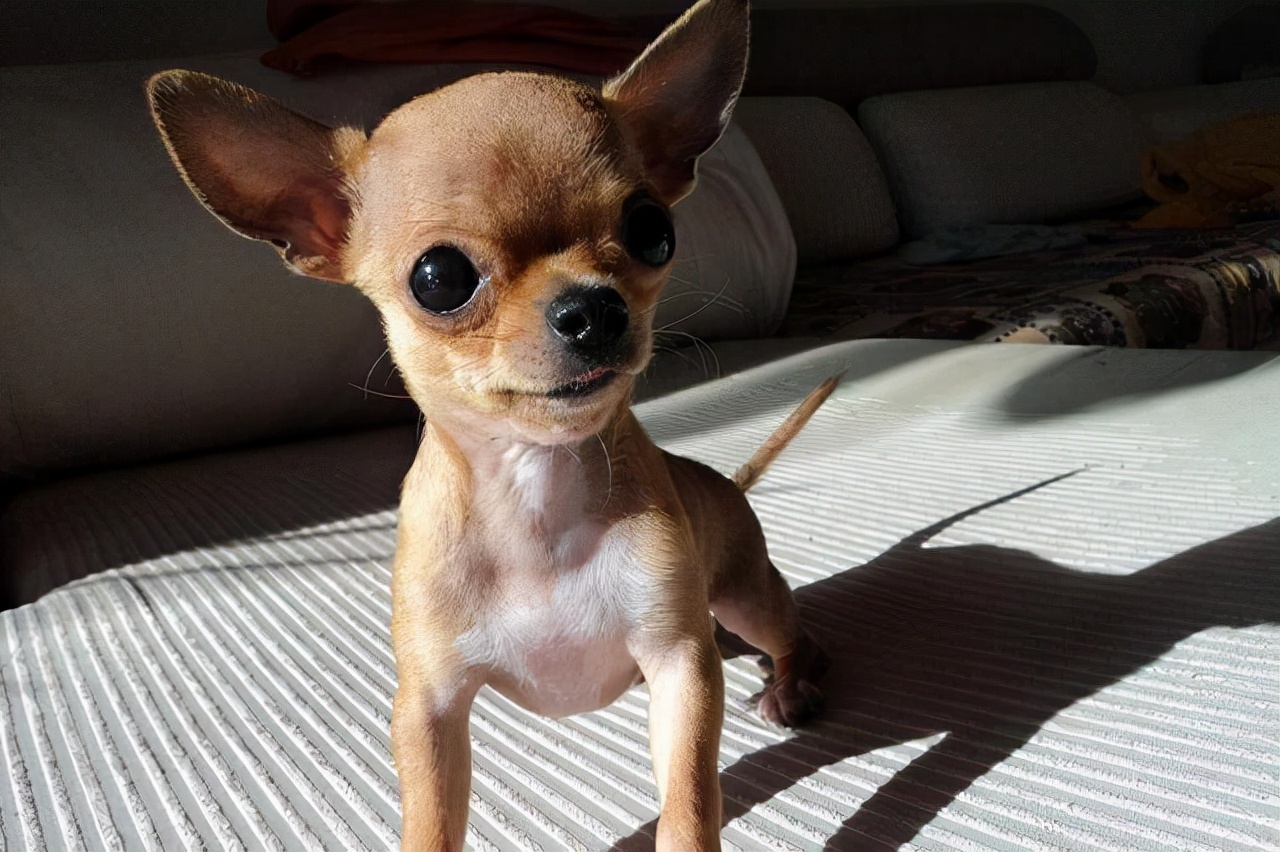 长不大的宠物狗有哪些品种,买一只需要多少钱?-宠物主人