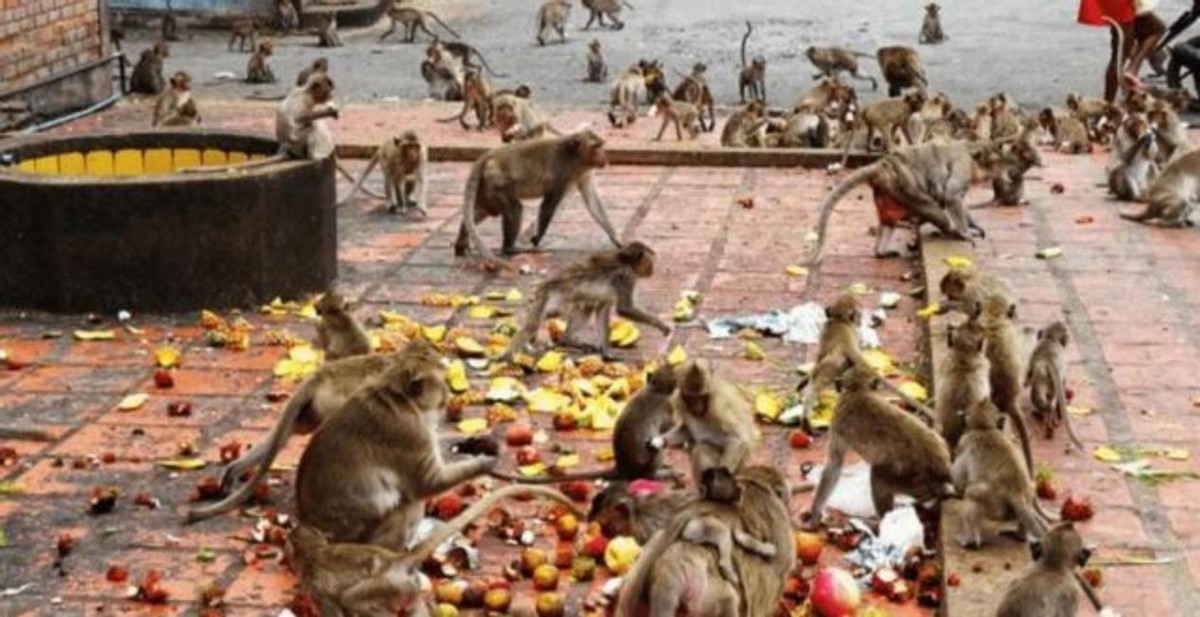印度猴子摔死200多条狗，甚至攻击小孩，是什么让猴子疯狂报复