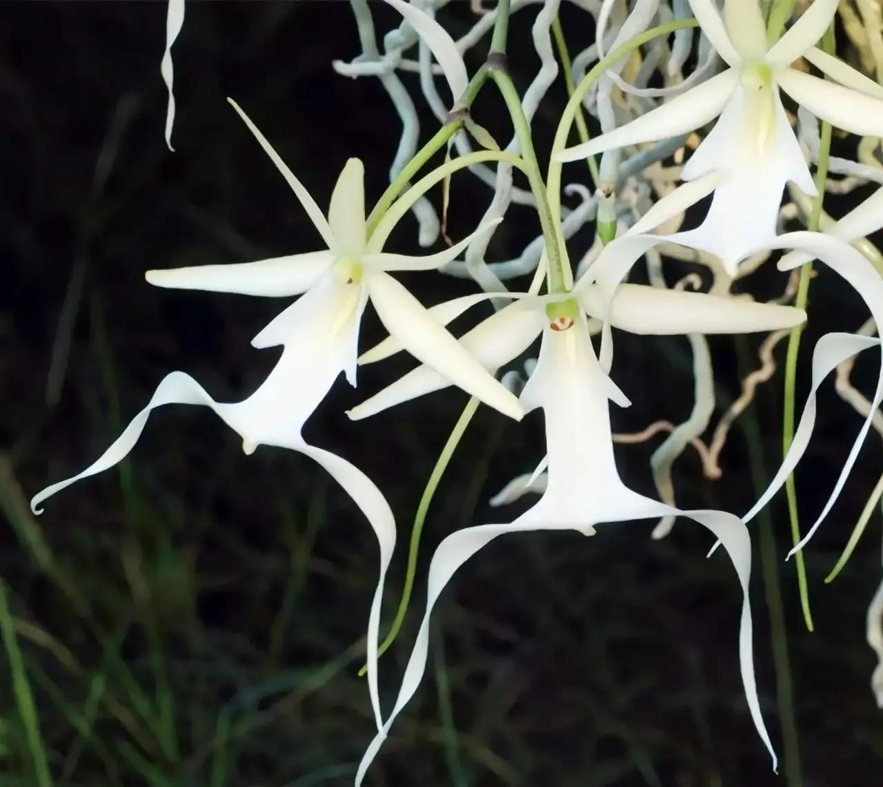 鬼蘭花價格(幽靈鬼蘭花價格)