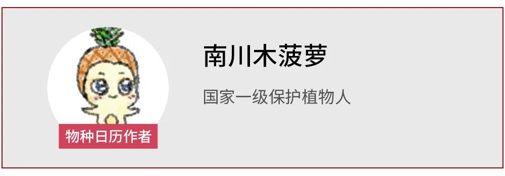 圆润的小鸟：我不是胖，是胸大