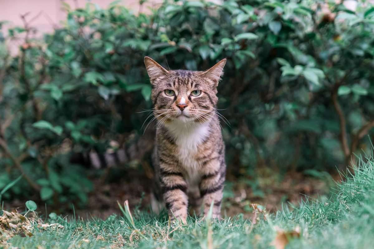 养“宠物猫”和“田园猫”的区别，这6点过分真实