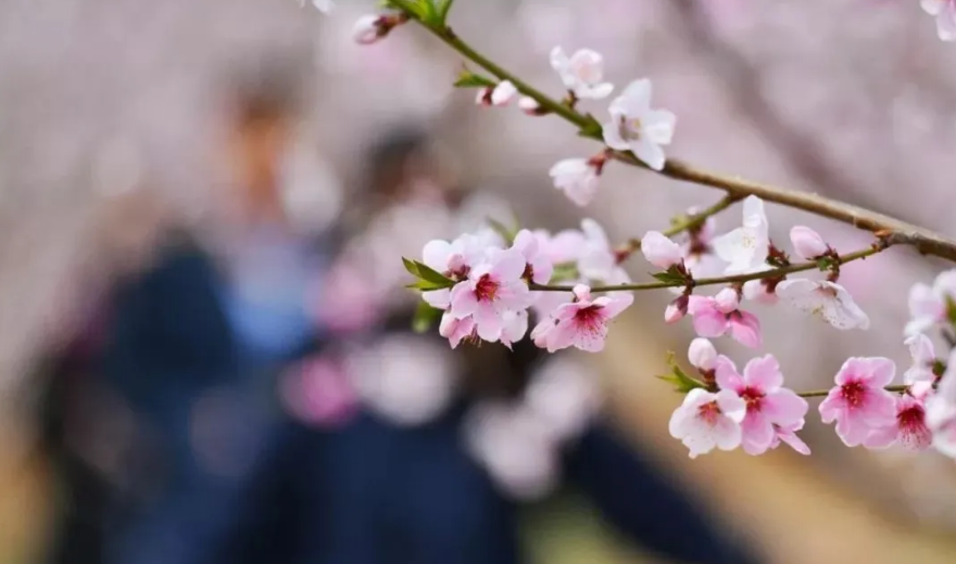 「诗词鉴赏」春门俱是看花人，十二首看花的诗词，看尽春花烂漫