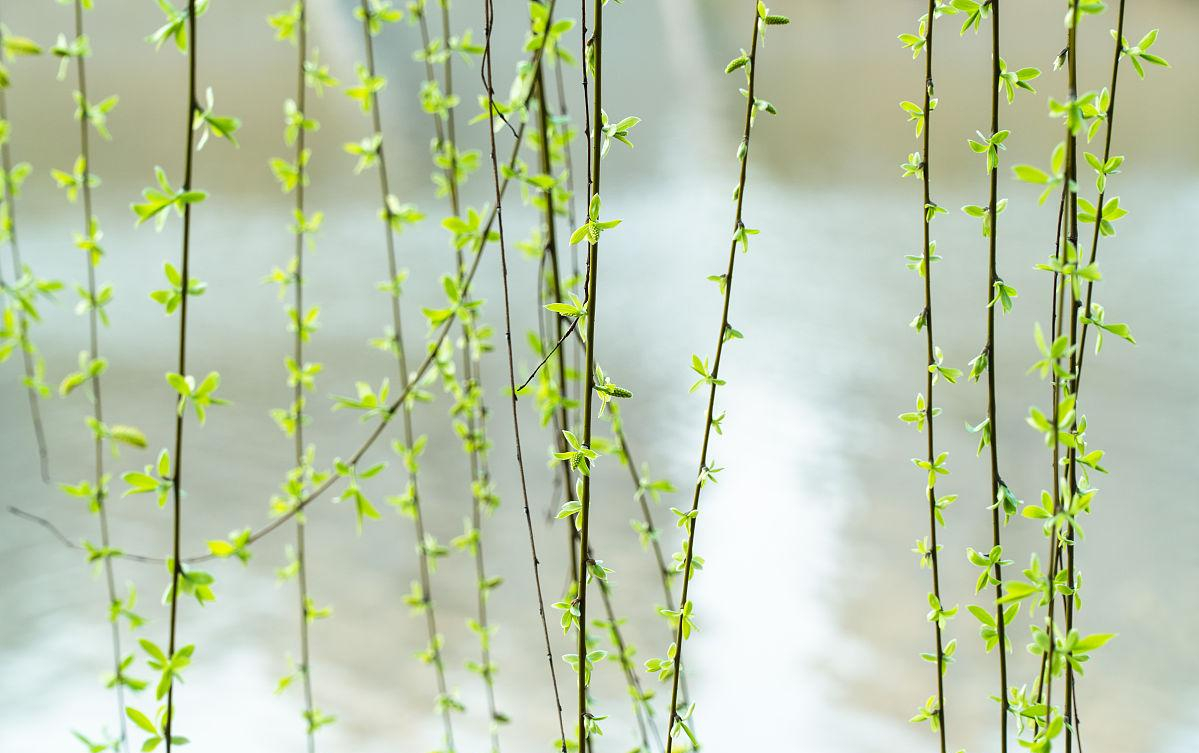 描写湖边垂柳的诗句「优美」 -语文-巧兔教学