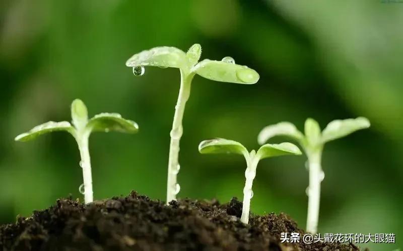 开心说：涨粉？提升转粉率有技巧