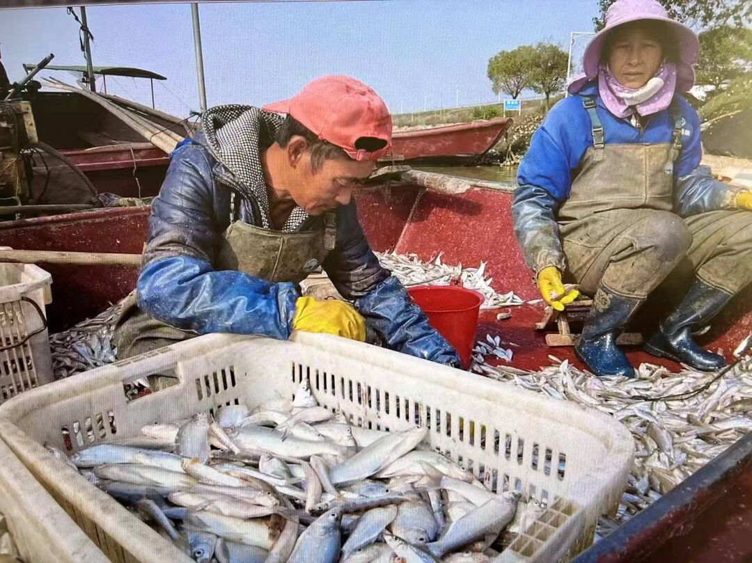 长江再现神秘物种——鳤，十年禁捕：若不保护，将无鱼可吃