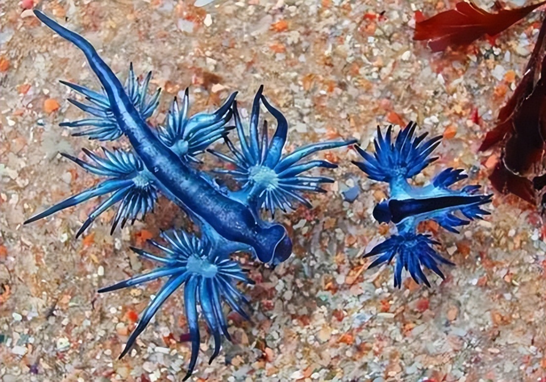 海蛞蝓多少钱一只(不祥之兆) - 价格百科