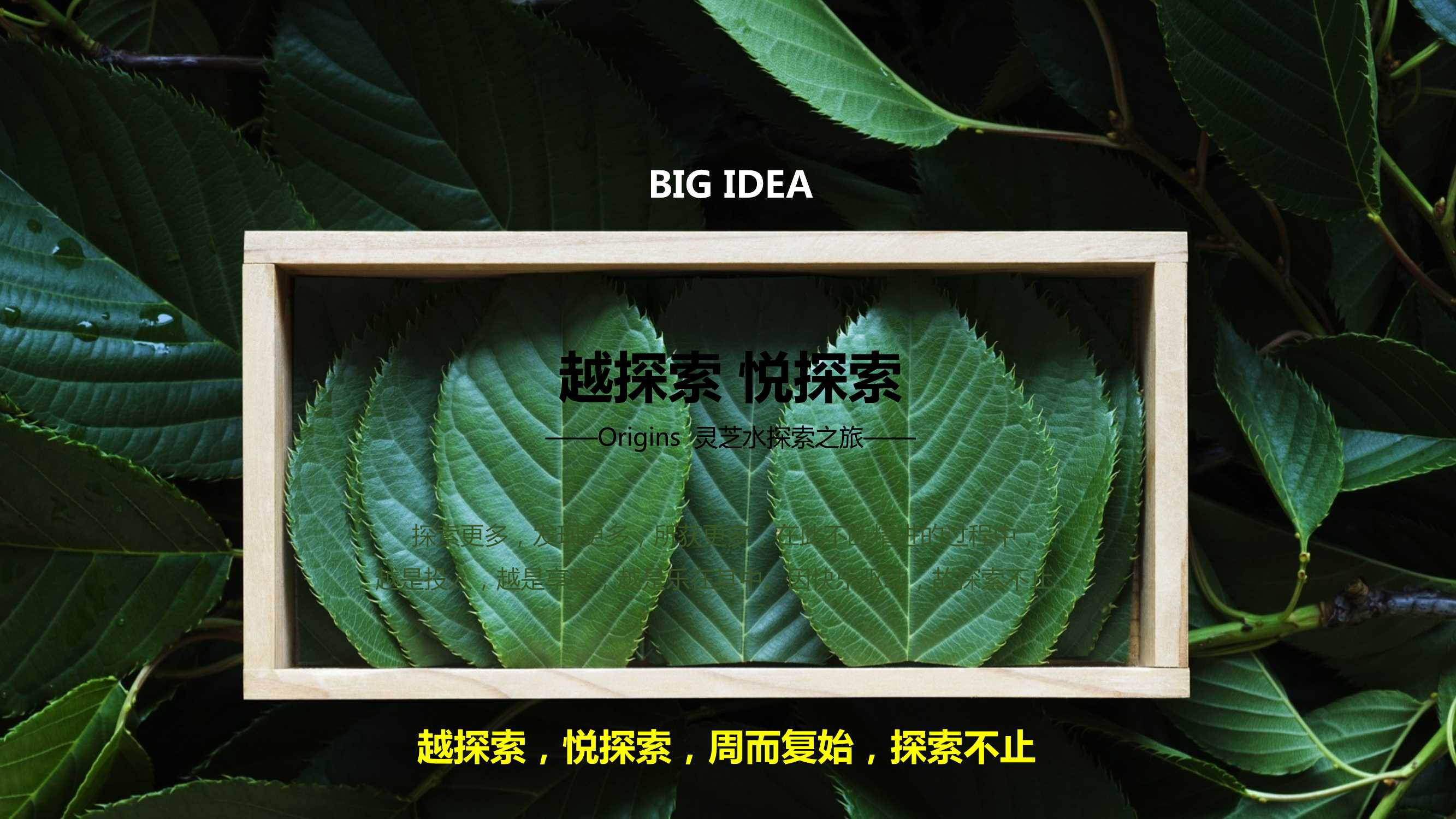韦博士灵芝焕能精华水品牌传播案「PPT」