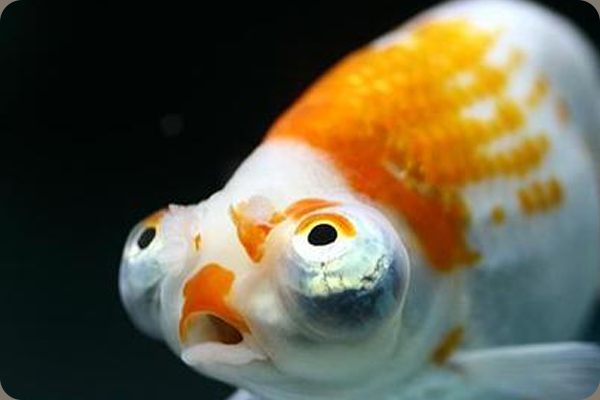 因为鱼儿没有眼睑,眼睑即是眼皮,所以它们只能睁着眼睛睡觉