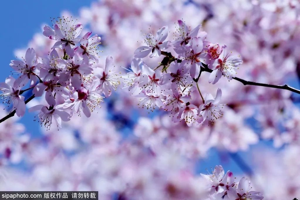 2022年北京樱花、白玉兰花期预报来啦，请查收！