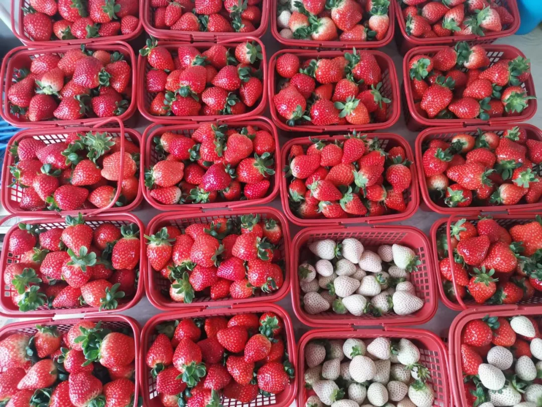 喜迎春节新疆兵团四师六十九团空中草莓抢鲜上市