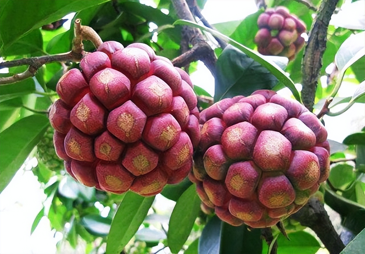 黑老虎作用和功效与作用-我的快乐小窝