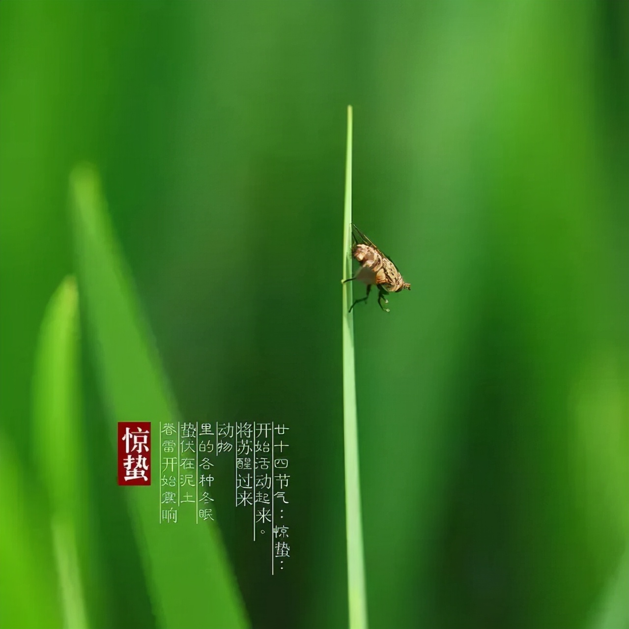 惊蛰节气古诗词十首，唤醒您春日里的诗心！