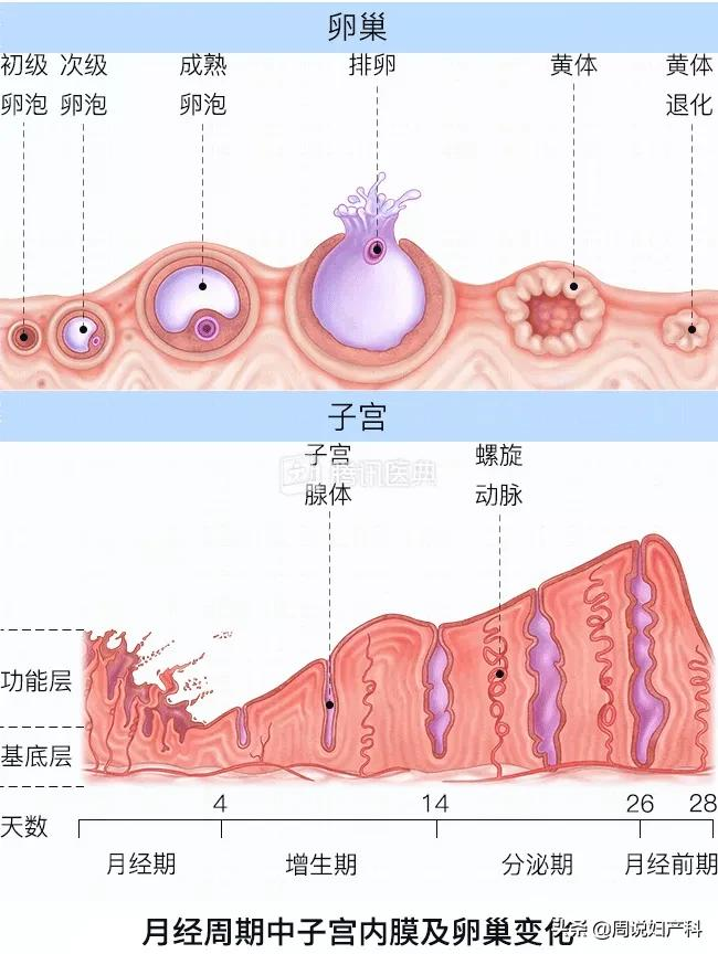 月经量少，真的会影响怀孕吗？这1种情况要当心