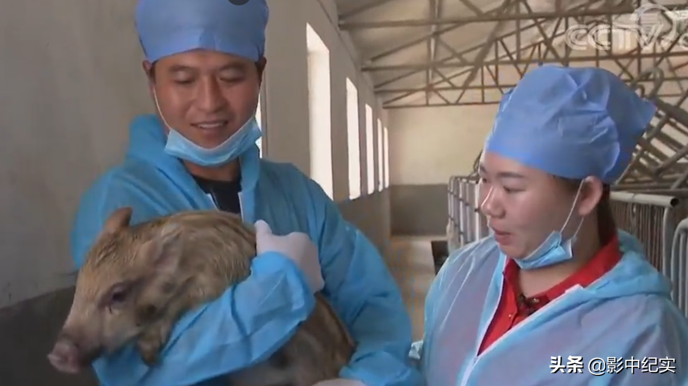 女大学生放弃年薪40万的工作，与野猪同吃同住，10年后年入上亿