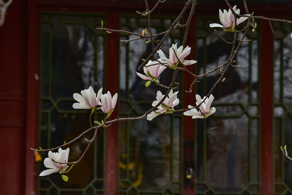 天水千年古玉蘭，滿頭吐玉，芬芳迷人