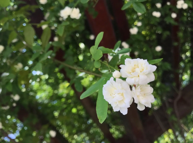 木香花开 繁花如瀑，古诗词里的木香花，花开似海，香气迷人